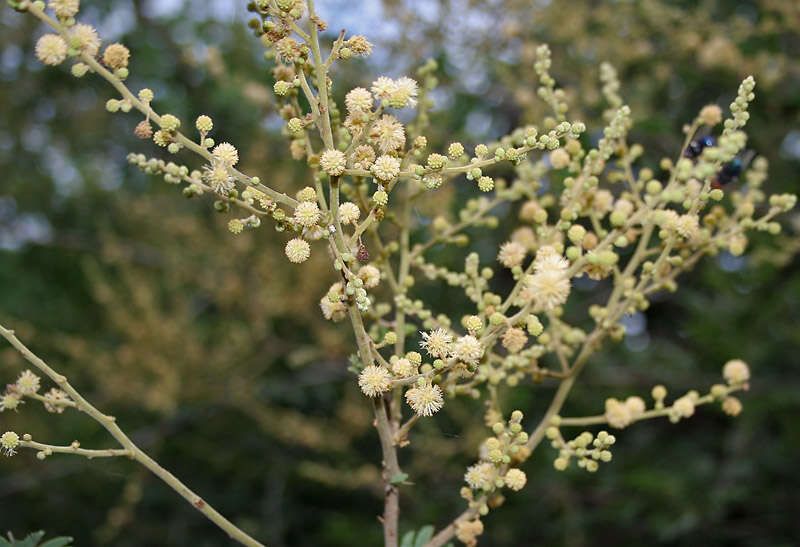 Слика од Vachellia leucophloea (Roxb.) Maslin, Seigler & Ebinger