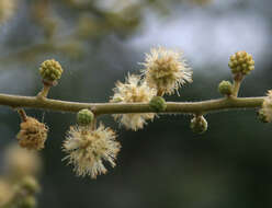 Слика од Vachellia leucophloea (Roxb.) Maslin, Seigler & Ebinger