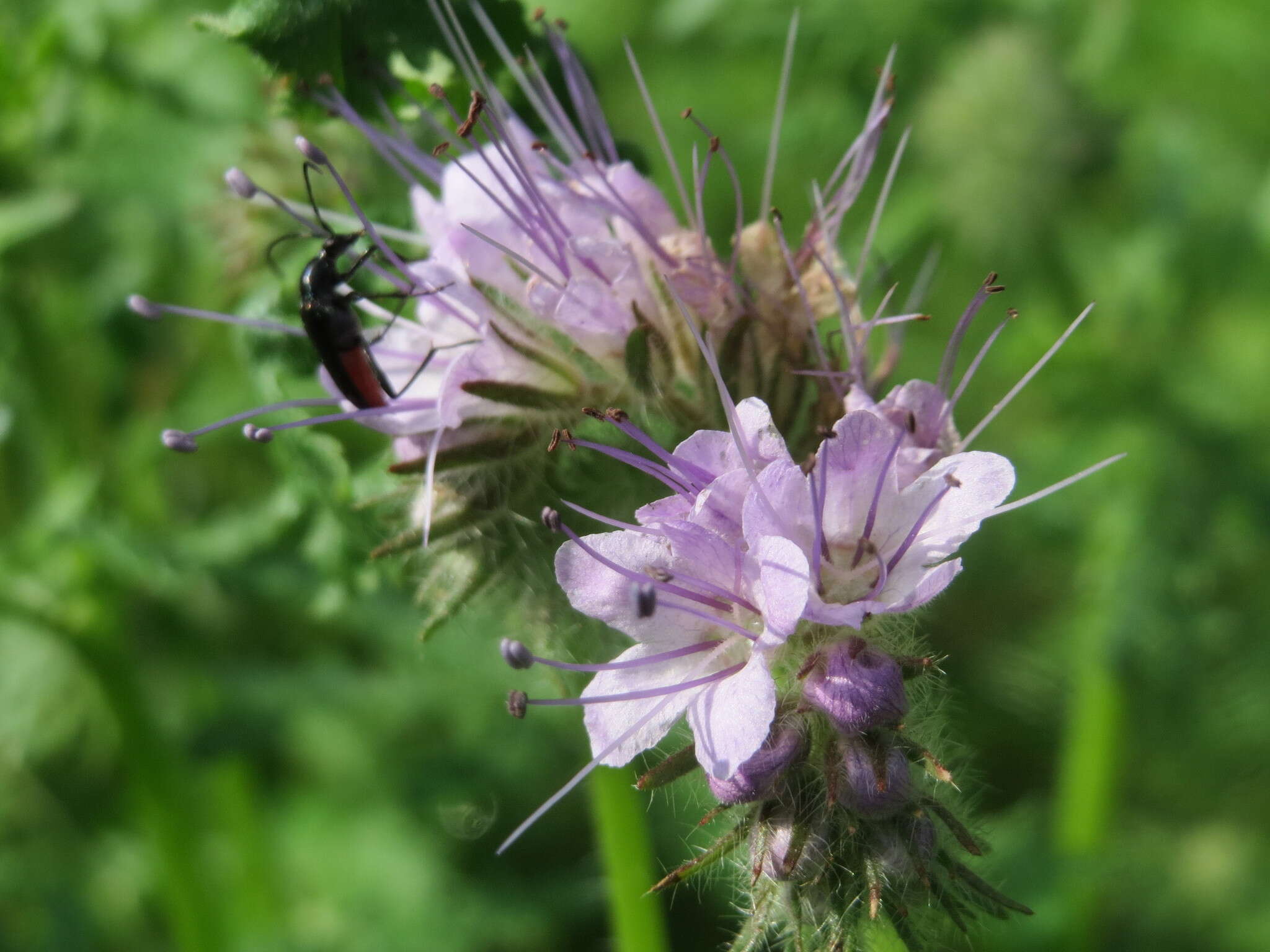 Plancia ëd Phacelia tanacetifolia Benth.