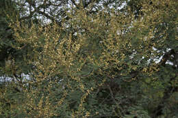 Image of Vachellia leucophloea (Roxb.) Maslin, Seigler & Ebinger