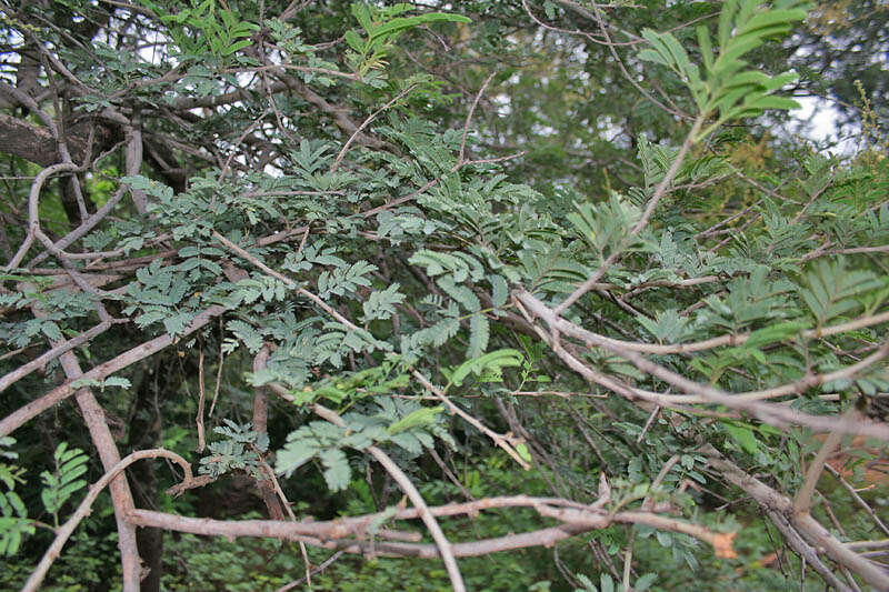 Слика од Vachellia leucophloea (Roxb.) Maslin, Seigler & Ebinger