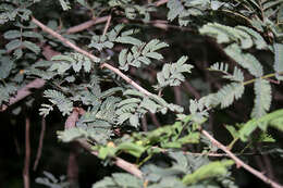 Слика од Vachellia leucophloea (Roxb.) Maslin, Seigler & Ebinger