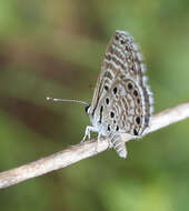 Image of African babul blue