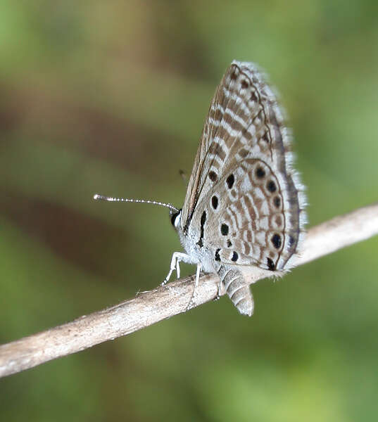 Image of African babul blue