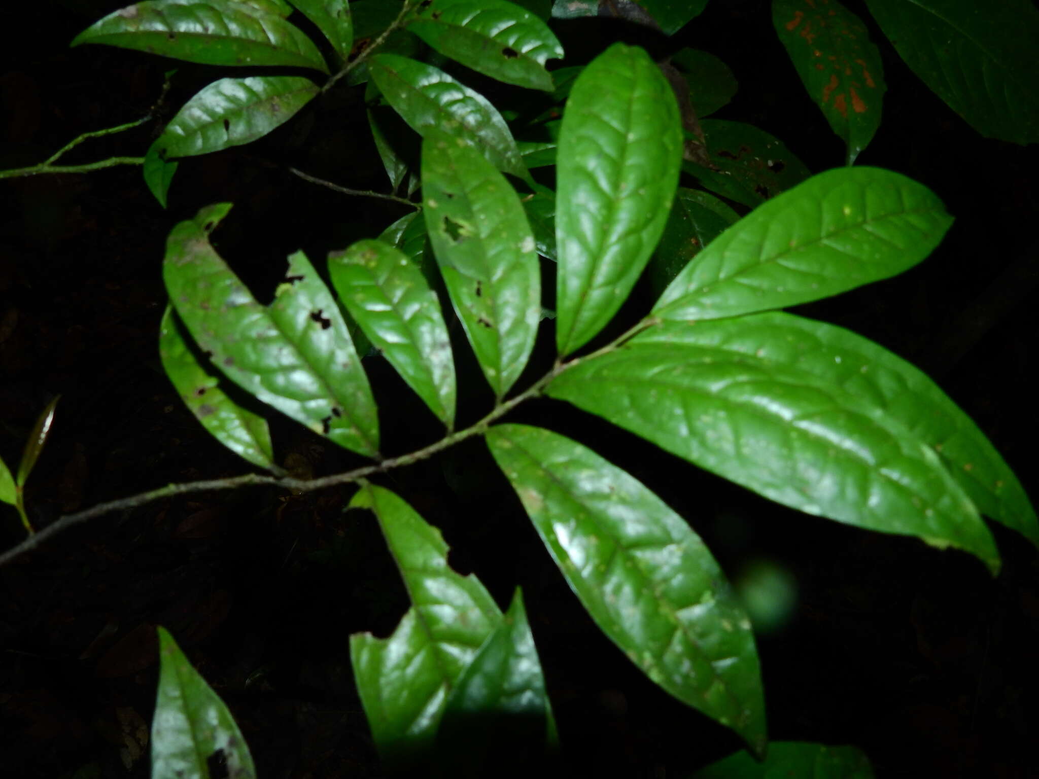 Image of Anaxagorea brevipedicellata Timmerman