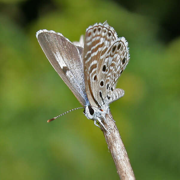 Image of African babul blue