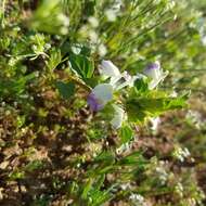 Image of San Diego thorn-mint