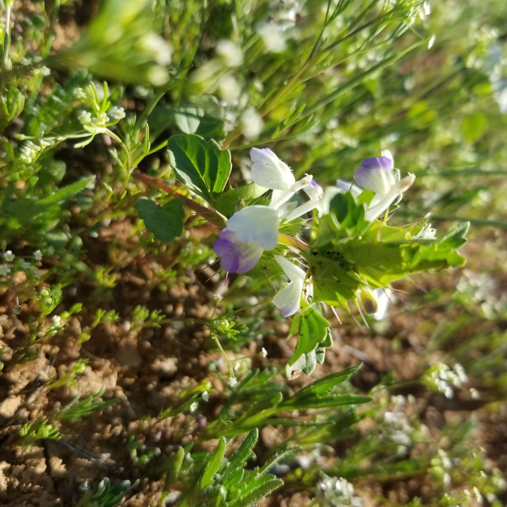 Image of San Diego thorn-mint