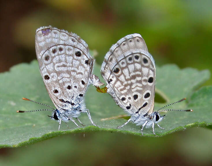 Image of African babul blue