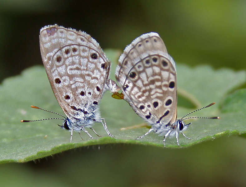 Image of African babul blue