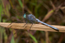 Image of Orthetrum luzonicum (Brauer 1868)