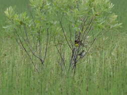 Image of Yellow-breasted Bunting