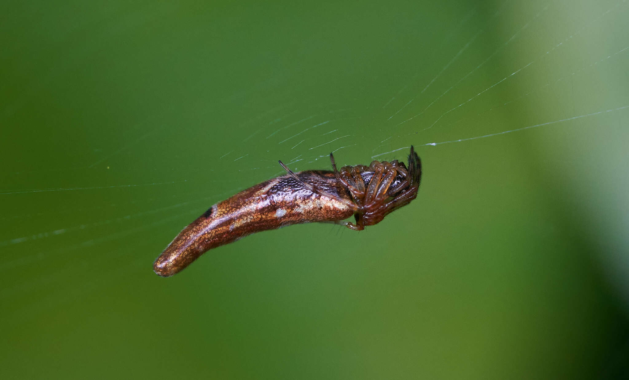 Imagem de Cyclosa bifida (Doleschall 1859)