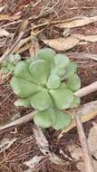 Image of Aeonium glutinosum (Ait.) Webb & Berth.