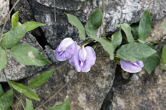 Image of flor de conchitas