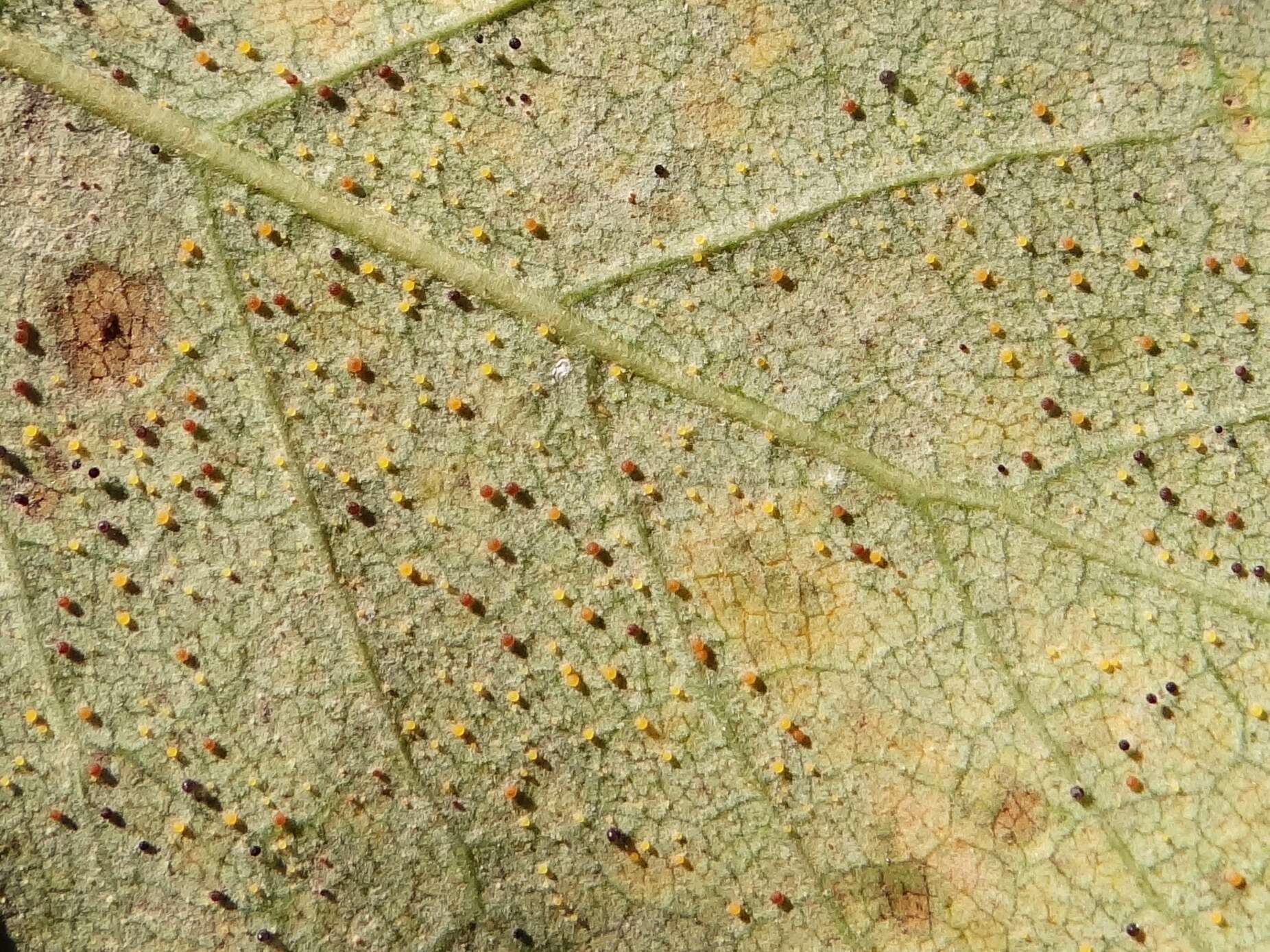 Image de Phyllactinia