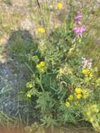 Image de Potentilla pensylvanica var. litoralis (Rydb.) Boivin