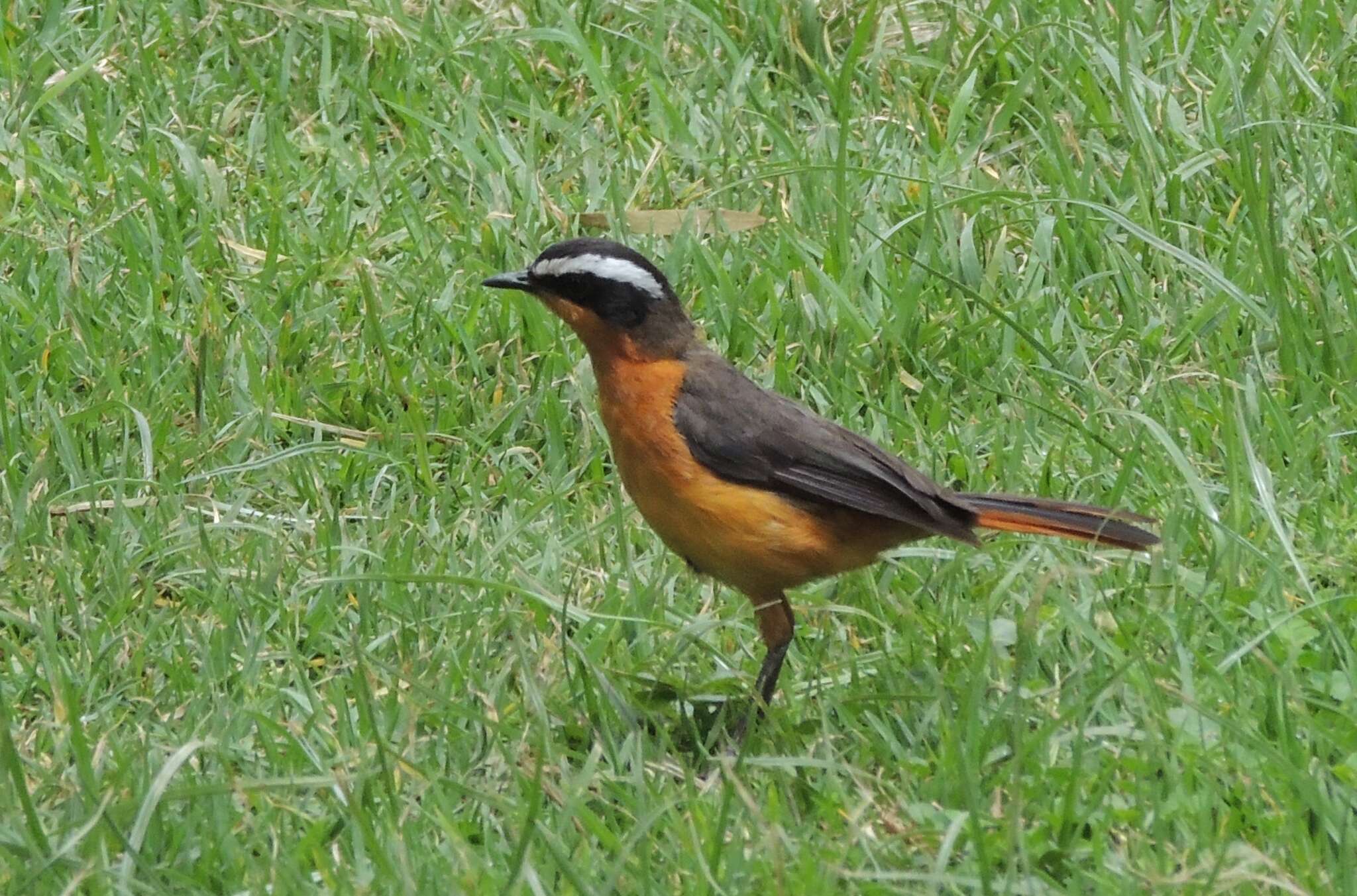 Image of Rueppell's Robin-Chat