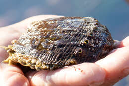 Image of pink abalone