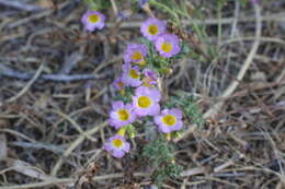 Image of twocolor phacelia