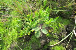 Image of Delosperma carolinense N. E. Br.