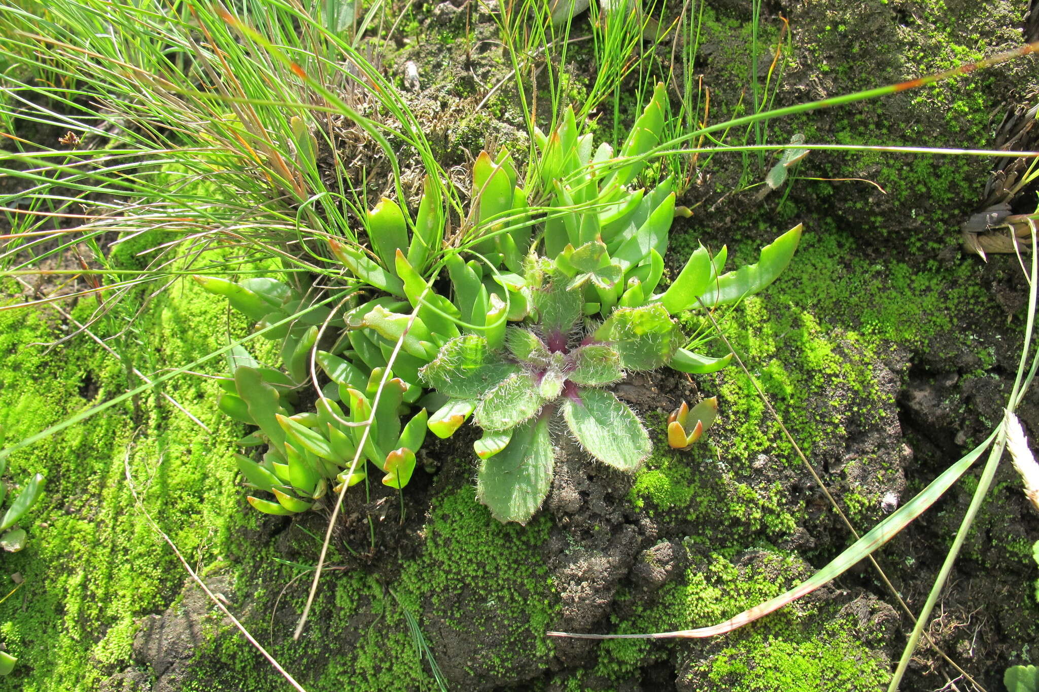 Delosperma carolinense N. E. Br. resmi