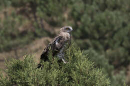 Image of Short-toed Eagle