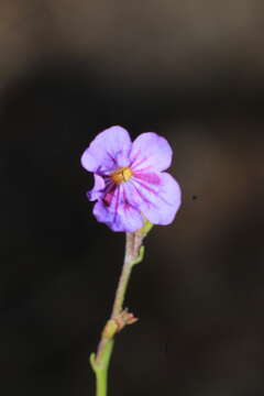 Image of Tamonea curassavica (L.) Pers.