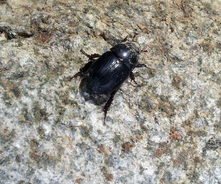 Image of black lawn beetle