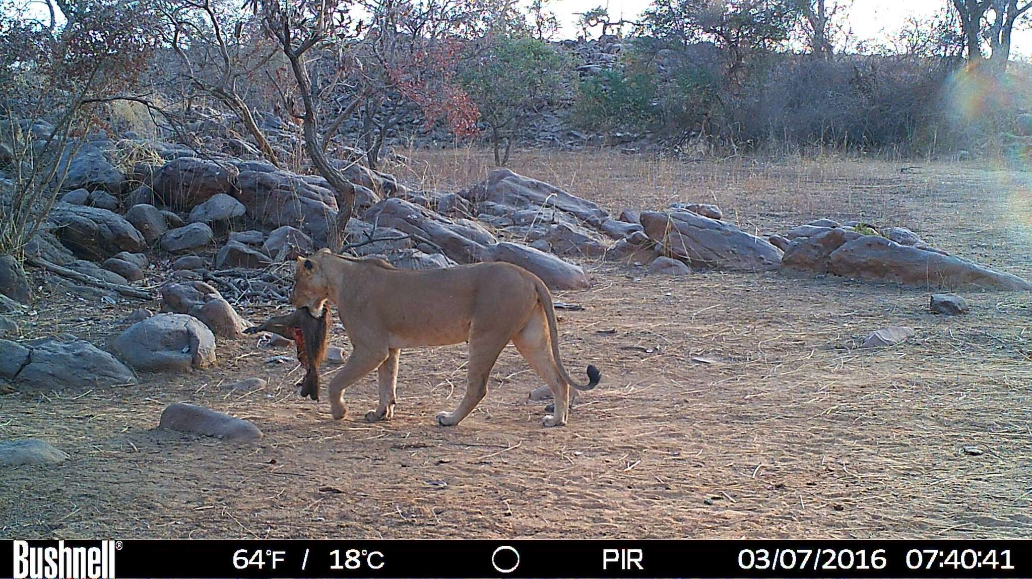 Image of Barbary lion