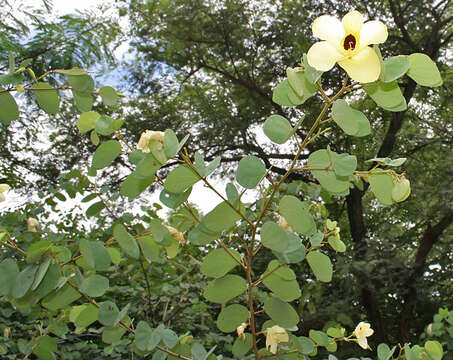 Image of St. Thomas tree