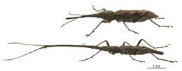 Image of Giraffe weevil