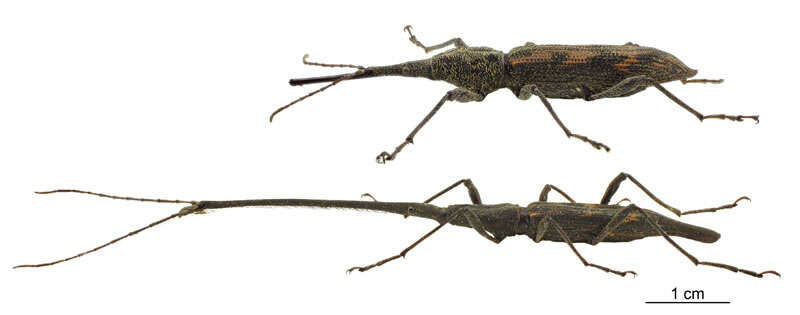 Image of Giraffe weevil