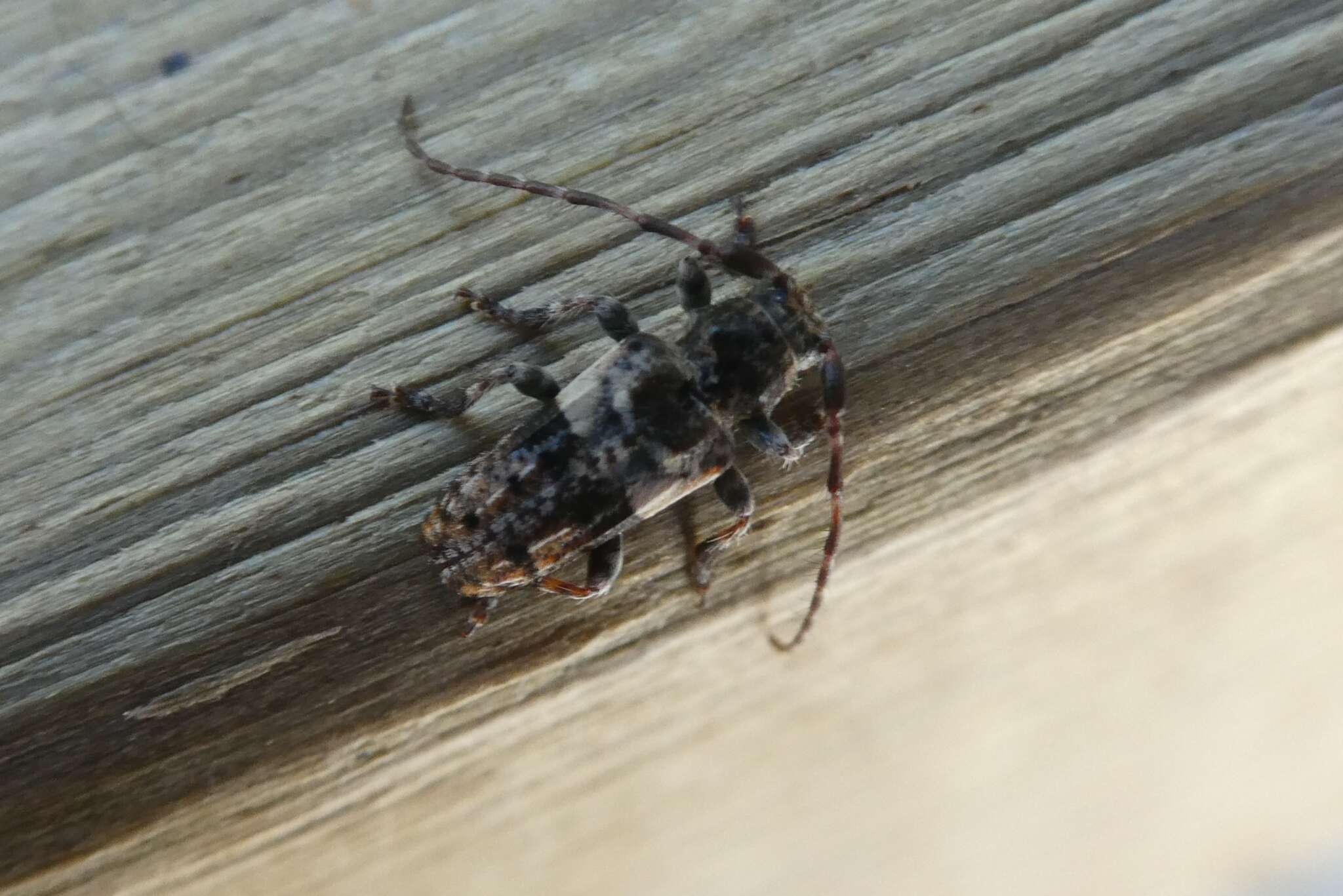 Image of Pogonocherus fasciculatus (Degeer 1775)