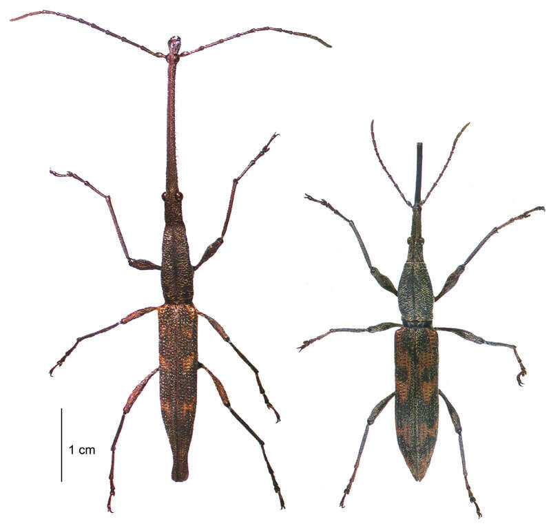 Image of Giraffe weevil