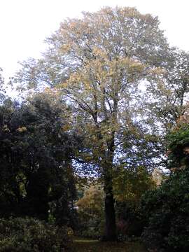 Image of Wych elm