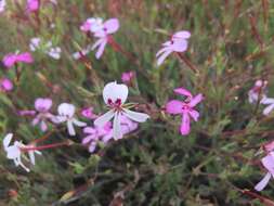 Image of Pelargonium laevigatum subsp. laevigatum