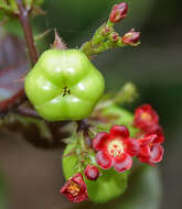 Image of bellyache bush