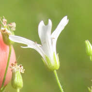 صورة Mononeuria muscorum (Fassett) Dillenb. & Kadereit