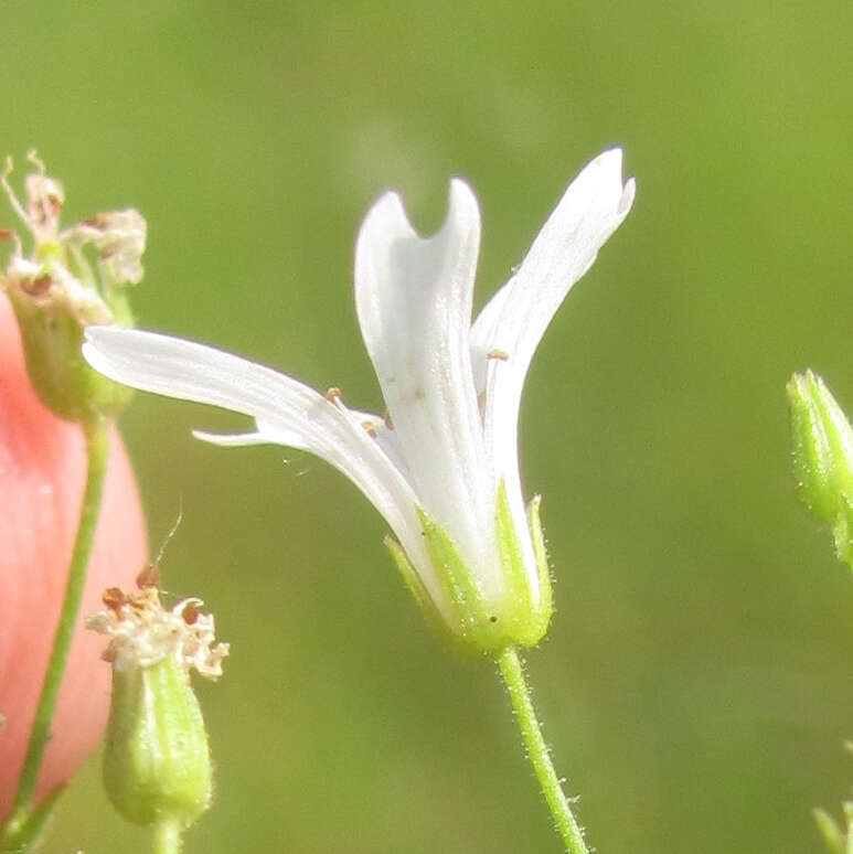 صورة Mononeuria muscorum (Fassett) Dillenb. & Kadereit