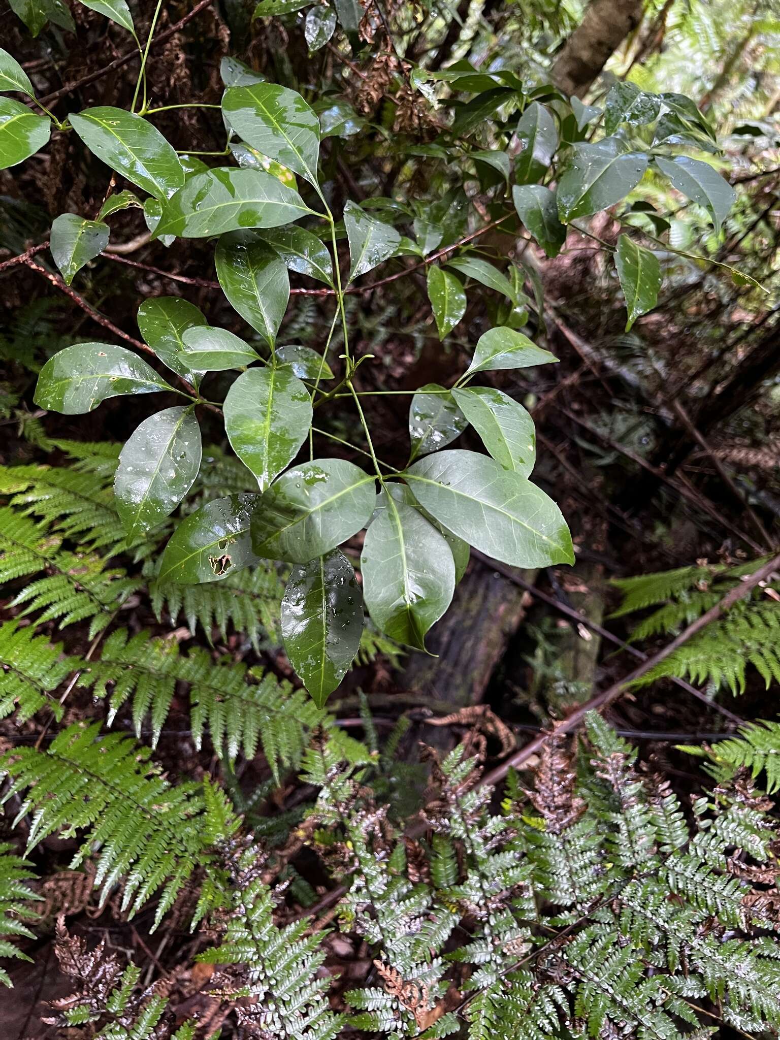 Image of Melicope hayesii T. G. Hartley