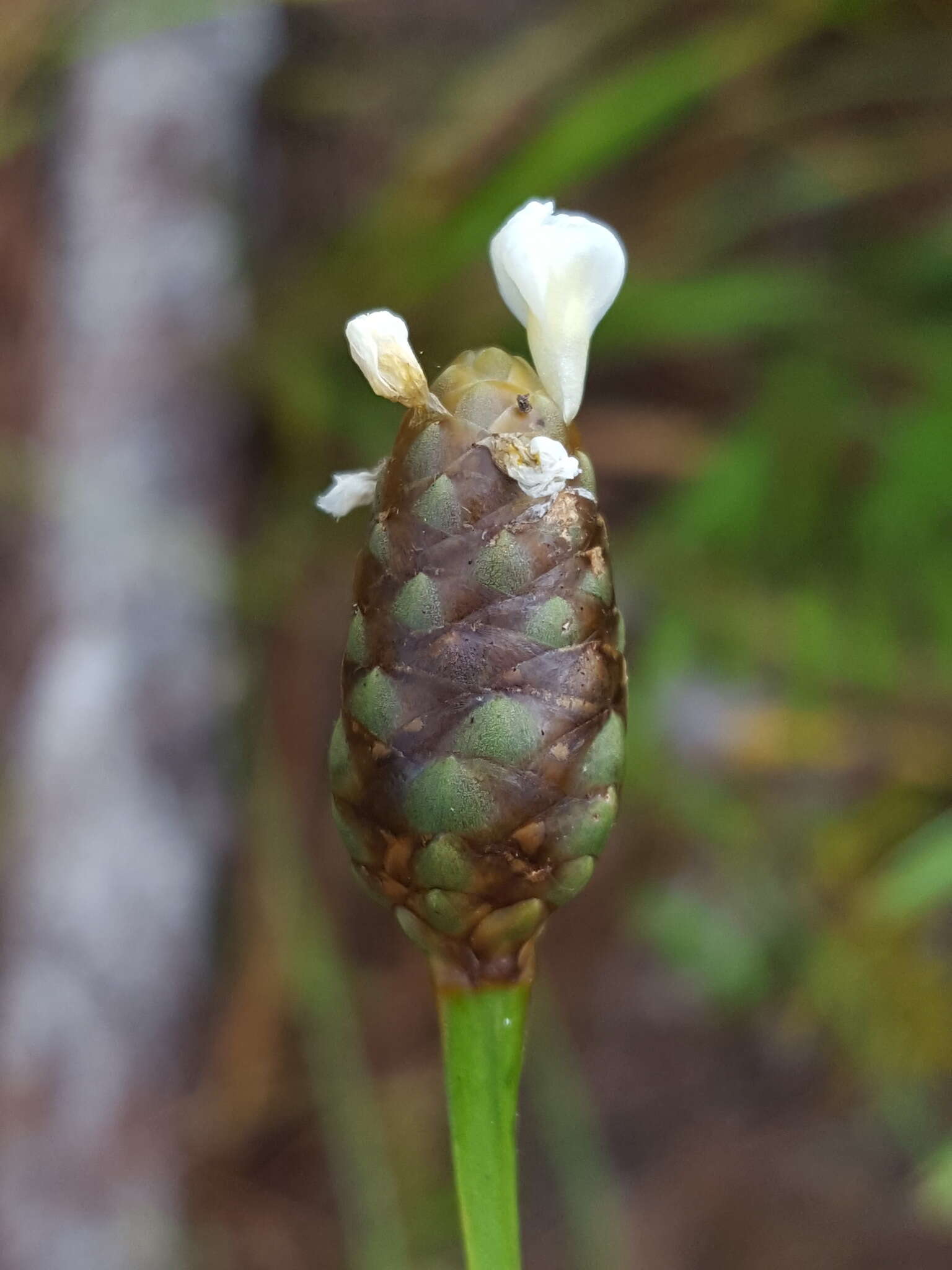 Слика од Xyris platylepis Chapm.