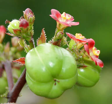 Image of bellyache bush