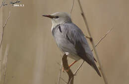 Image of Red-billed Starling