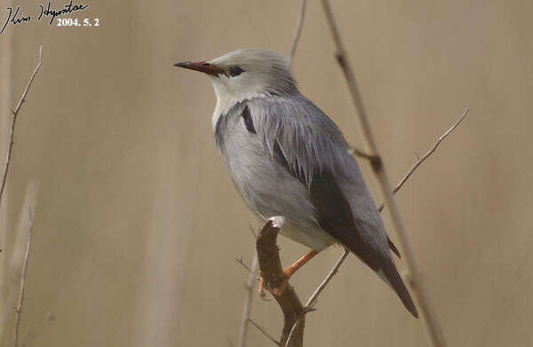 Image of Red-billed Starling