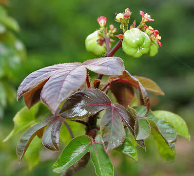 Image of bellyache bush