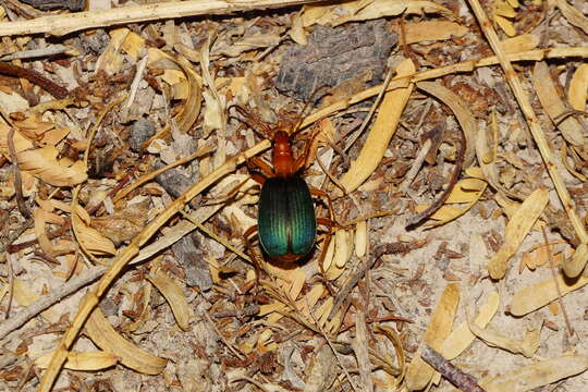 صورة Brachinus (Neobrachinus) mexicanus Dejean 1831