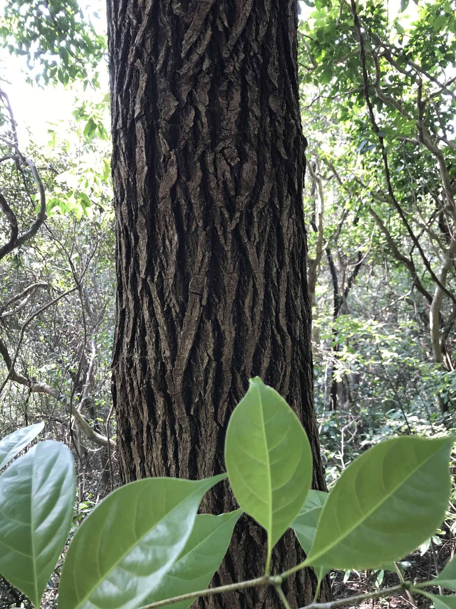 黄樟的圖片