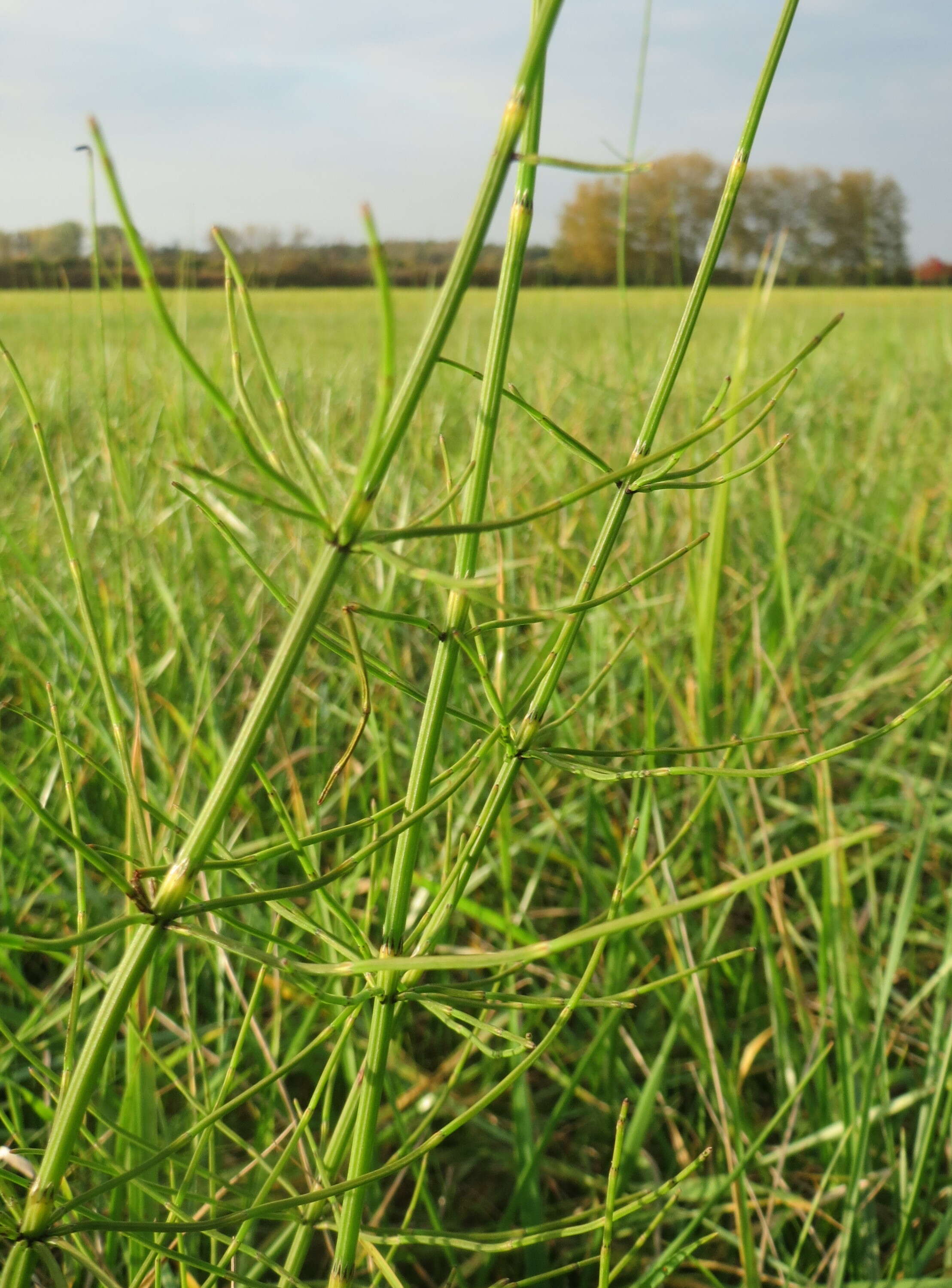 Image of Marsh Horsetail