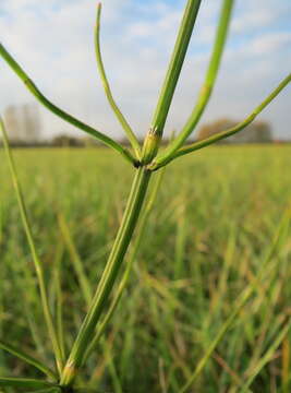 Image of Marsh Horsetail